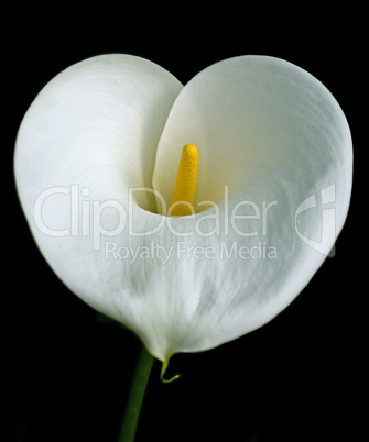 Calla Lily