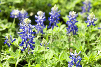 Blue Bonnet closeup landscape