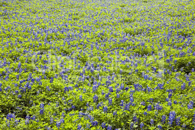Blue Bonnets Texas field