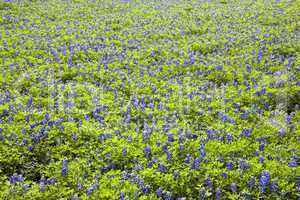 Blue Bonnets Texas field