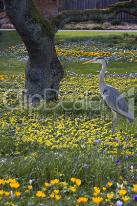 Great Heron standig in the flower l