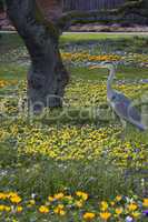 Great Heron standig in the flower l