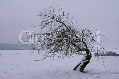 Alter Apfelbaum