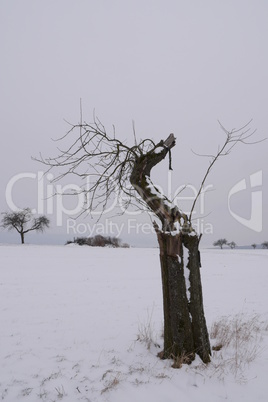 Alter Apfelbaum