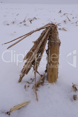 Maisstrunk im Schnee