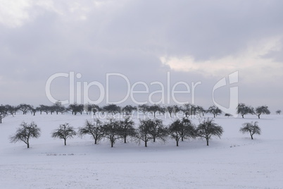 Streuobstwiese im Winter