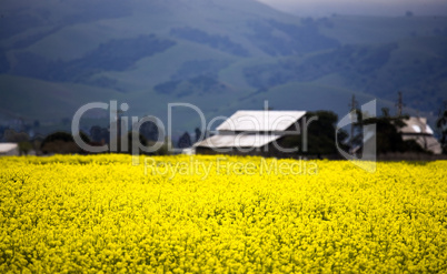 California Farmland