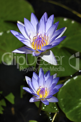 Purple Water Lily ní©nuphar