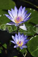 Purple Water Lily ní©nuphar