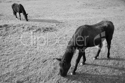 Horses grazing