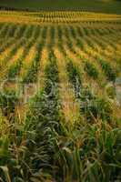 Corn field. Azores islands.