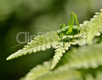 Cricket on Fern