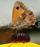 Gatekeeper Butterfly on Rudbeckia
