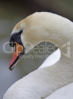 Mute Swan