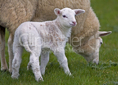 Lamb and Ewe