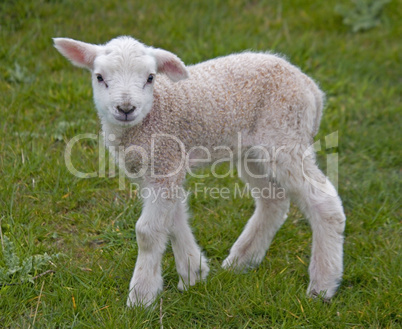 Lamb