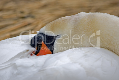 Mute Swan