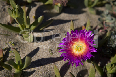 Flowering ice plant