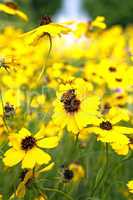 Bee on yellow wildflower