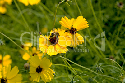 Bee and bug on yellow wild flower