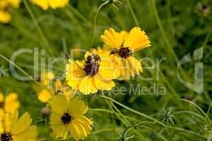 Bee and bug on yellow wild flower