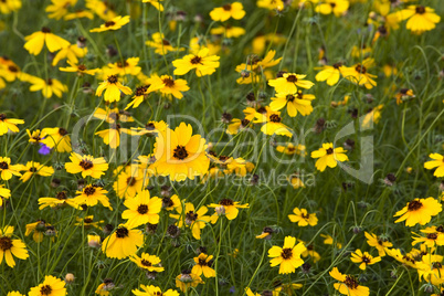 wild flowers yellow field