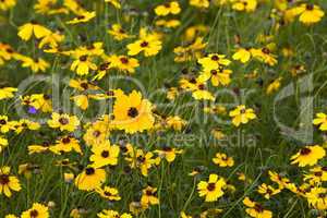 wild flowers yellow field