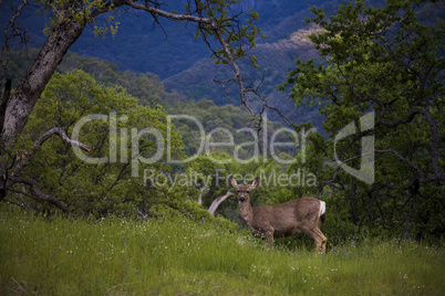 Sequoia Deer