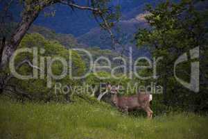 Sequoia Deer