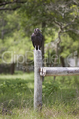 Vulture sitting on fence post vert
