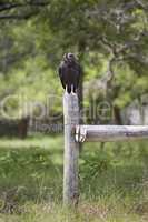 Vulture sitting on fence post vert