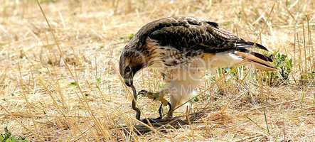 Red-Tailed Hawk Eats Snake