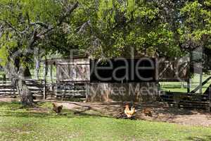 Farm yard with chickens and shed
