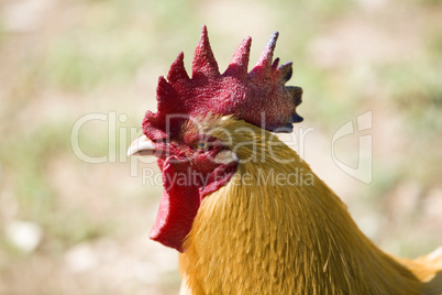 Rooster yellow closeup