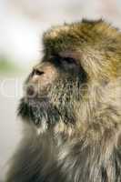 Gibraltar ape close-up