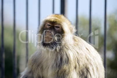 Gibraltar Ape