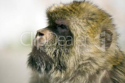 Gibraltar ape portrait