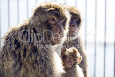 Gibraltar Ape with young