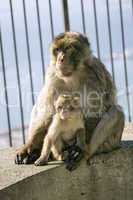 Father and Son - Gibraltar Ape with
