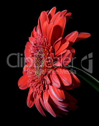 Gerbera