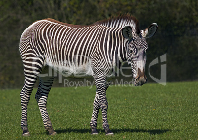 Grevy's Zebra