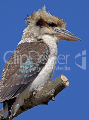 Laughing Kookaburra