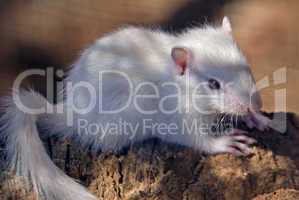 Juvenile Albino Siberian Chipmunk