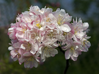 Malus Pink Perfection