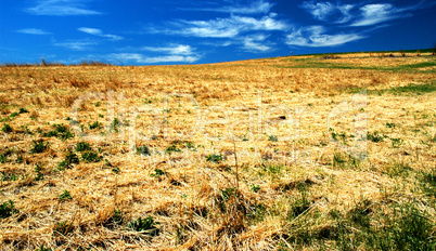 Meadow in Spring