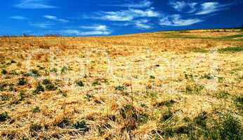 Meadow in Spring