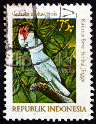 Postage stamp Indonesia 1981 Moluccan Cockatoo, Bird