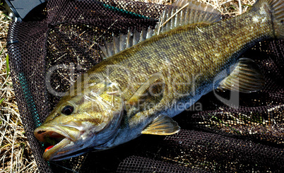 Smallmouth Bass, Fisherman's Net