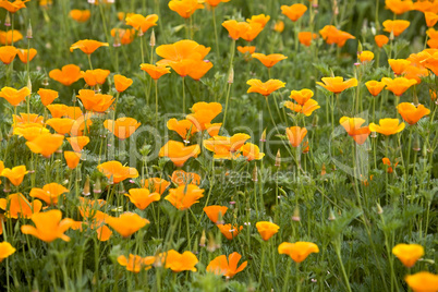 wild flower field green and orange