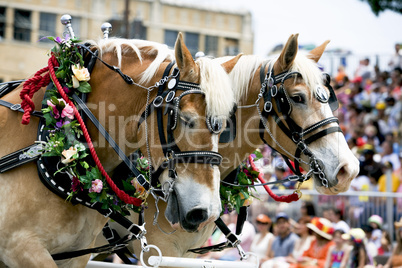 Horses two in halter and flowers